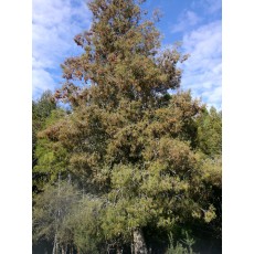 Dacrycarpus dacrydioides Dacrycarpus dacrydioides